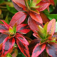 Abelia - Großblumige Abelie 'Kaleidoscope - Abelia grandiflora 'kaleidoscope' (r)