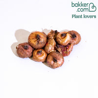 Gladiolen Katherina (x10)