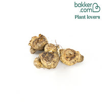 Calla Mischung (weiß + purpur + rosa) (x3)