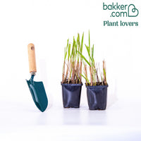 Japanisches Blutgras 'Red Baron'