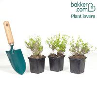 Flammenblume weiß (x3)