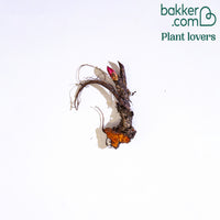 Pfingstrose Paeonia 'Coral Sunset' - Paeonia coral sunset