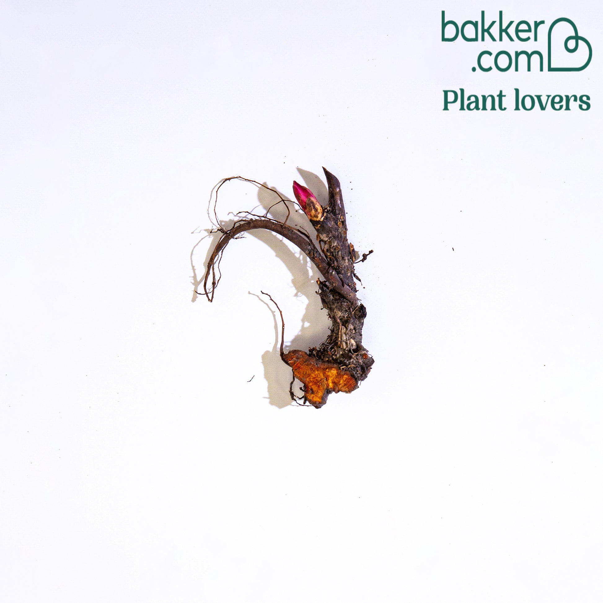 Pfingstrose Paeonia 'Coral Sunset' - Paeonia coral sunset