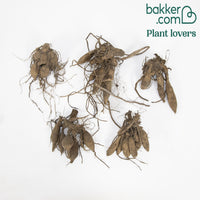 Große Dahlien Mischung (x5)