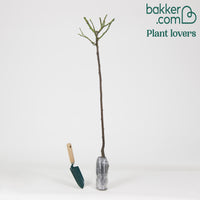 Stammrose Dame de Coeur - Rosa dame de coeur - Stammrosen