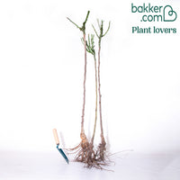 Stammrosen Mischung (Walztime, Sunsilk, Dame de Coeur) (x3)