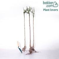 Stammrosen Mischung (Ramona, Korbin, Osiria) (x3)