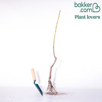 Aprikosenbaum Bergeron