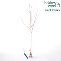 Aprikosenbaum Bergeron