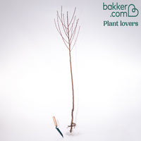 Aprikosenbaum Bergeron