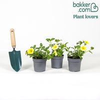 Gelbe Riesenpetunien (x3)