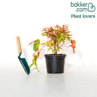 Heiliger Bambus Sunset Boulevard®