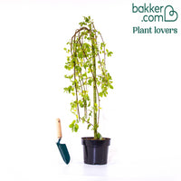 Salweide Kilmarnock auf Stamm