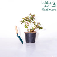 Zwerg-Alpenrose Princess Anne - Rhododendron princess anne - Sträucher