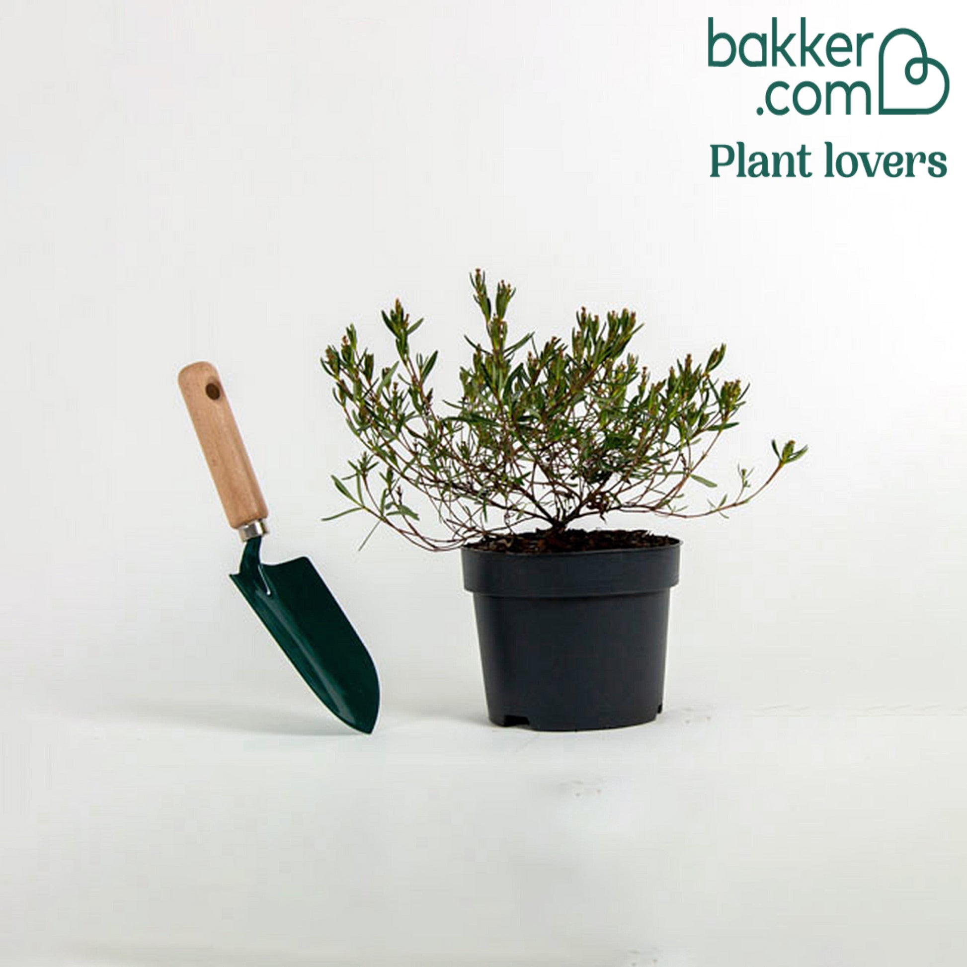 Berg-Lorbeer - Kalmia latifolia