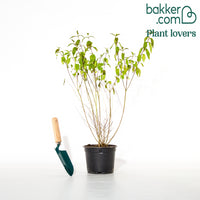 Liebesperlenstrauch Profusion