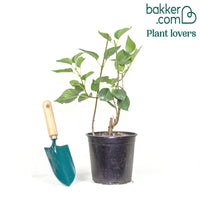 Doppelter bläulicher Flieder