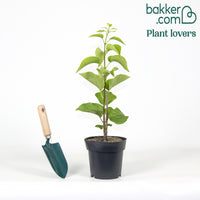 Doppelter weißer Flieder