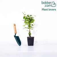 Clematis 'The President'