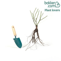 Strauchrose Comte de Chambord