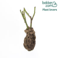 Strauchrose Comte de Chambord