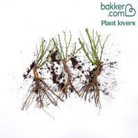 Beetrose 'Friesia' (x3)