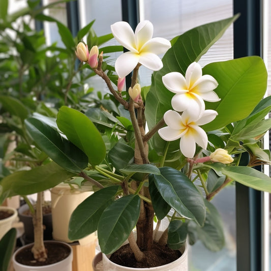 Frangipani - Plumeria alba - Tempelbaum - Frangipani