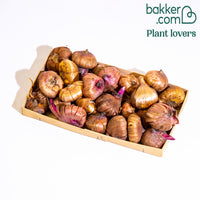 Gladiolen Mischung (Purpur, Gelb und Rot) (x30)