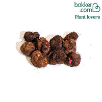 Gefranste-Begonie (x9)