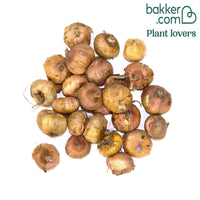 Gladiole Mischung 'Parkiet' (x25)