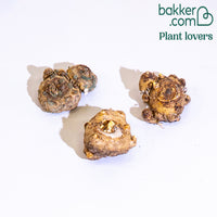 Calla Mischung (rosa + gelb + purpur) (x3)