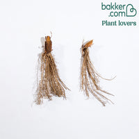 Sibirische Schwertlilie Pink Parfait (x2)