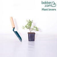 Lavendel The Princess ® Lavender