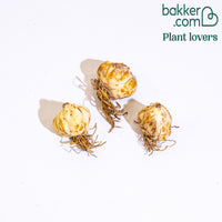 Asiatische Lilie Must See (x3)