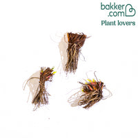 Sibirische Schwertlilie 'Blue Bird' (x3)