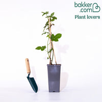 Hänge-Brombeere 'Black Cascade'