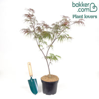 Japanischer Ahorn 'Garnet'