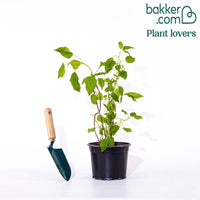 Hortensie 'Annabelle'