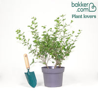 Zwergflieder Prinz Charming