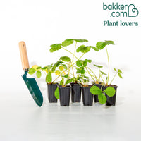 Erdbeere Mara des Bois