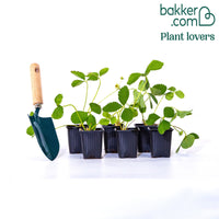 Hängeerdbeere 'Mount Everest'