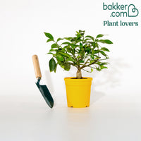 Zitronen-Bäumchen 'Vulcan'