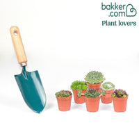 Großes Zittergras - Mischung 'Red Rock' (x6)