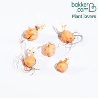 Sauerklee 'Autumn Pink' (x5) - Oxalis autumn pink