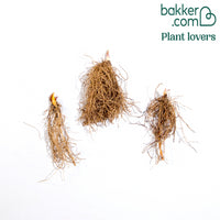 Doppelte weiße Maiglöckchen