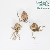 Orientalische Lilien Josephine (x3)