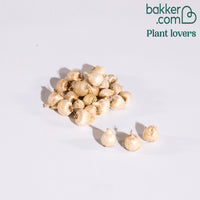 Zigeunerblume Tricolor (x25)