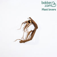 Pfingstrose Bowl of Beauty