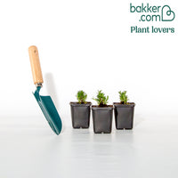 Flammenblume Phlox subulata (x3)