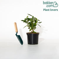 Seidelbast Parfum de Princesse